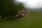 Boloria dia, Weaver`s Fritillary butterly close up in nature