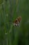 Boloria dia, Weaver`s Fritillary butterly close up in nature