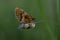 Boloria dia, Weaver`s Fritillary butterly close up in nature