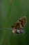 Boloria dia, Weaver`s Fritillary butterly close up in nature