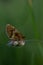 Boloria dia, Weaver`s Fritillary butterly close up in nature