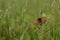 Boloria dia, Weaver`s Fritillary butterly close up in nature