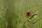 Boloria dia, Weaver`s Fritillary butterly close up in nature