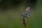 Boloria dia, Weaver`s Fritillary butterly close up in nature