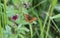 Boloria eunomia, the bog fritillary or ocellate bog fritillary butterfly of the family Nymphalidae