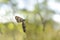 Boloria selene Small pearl-bordered fritillary,