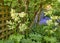 Bolted rhubarb plants flowering in a green and quiet backyard with bright bluebells and white bolting leafy vegetables