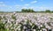 Boltonia asteroides var. latisquama. False Chamomile thickets on a sunny day in a clearing