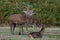 Bolving Red Deer Stag Cervus elaphus