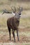 Bolving Red Deer Stag, Cervus elaphus