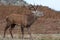 Bolving Red Deer Stag, Cervus elaphus