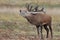 Bolving Red Deer Stag, Cervus elaphus