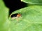 Bombardier beetle with black wing walking on green leaf  in garden