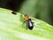 Bombardier beetle with black wing walking on green leaf  in garden