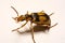 Bombardier beetles on a smooth background.
