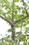 Bombax anceps Pierre, nBombacaceae,Bombax ceiba Linn or BOMBACACEAE or silk floss tree or Bombax ceiba L cultv variegata
