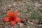 Bombax ceiba flower