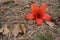 Bombax ceiba flower