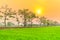 Bombax Ceiba tree blooms in spring sunset sky