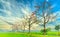 Bombax Ceiba tree blooms in spring sunset sky