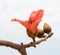 Bombax ceiba on white background