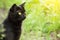 Bombay black cat portrait in profile in green grass in nature. Looking in the right, copy spac