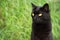 Bombay black cat portrait with yellow eyes and attentive look in green grass in nature close up