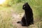 Bombay black cat in profile in green grass in nature in summer, copy space