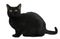 Bombay cat, 8 months old