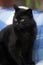 Bombay cat on a blue