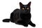 Bombay Cat On Isolated Transparent Background, Png. Generative AI