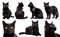 Bombay cat kitten kitty many angles and view portrait side back head shot isolated on transparent cutout, PNG