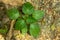 Bombay pepper small tree plant in home garden