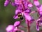 Bombus bohemicus, also known as the gypsy's cuckoo bumblebee