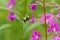 Bombus bohemicus, also known as the gypsy\\\'s cuckoo bumblebee flying to the flower.