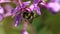 Bombus campestris, a common cuckoo bumblebee