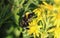 Bombus cryptarum, also know as the cryptic bumblebee