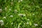 Bombus on a field with white clover