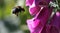 Bombus hortorum approaching foxglove flowers