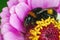 Bombus hortorum - bumblebee sleeping on a flower, daytime sleep