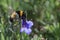 Bombus hortorum in flight