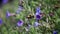 Bombus hortorum in flight showing its long tongue