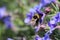 Bombus hortorum in flight showing its long tongue