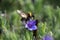 Bombus hortorum in flight showing its long tongue