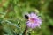Bombus lapidarius red tailed Bumblebee sitting on a violet blossom of a thistle