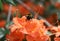 Bombus pollinates orange azalea