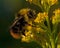 Bombus pratorum