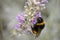 Bombus terrestris