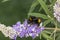 Bombus terrestris, Buff-tailed bumblebee from Germany