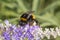 Bombus terrestris, Buff-tailed bumblebee, Large earth bumblebee on Vitex agnus-castus, Chaste tree, Chasteberry